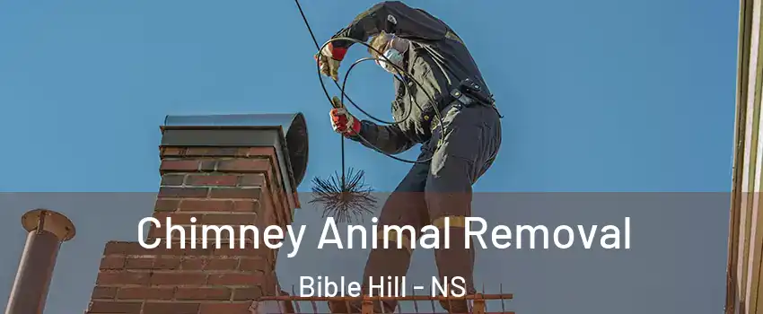  Chimney Animal Removal Bible Hill - NS