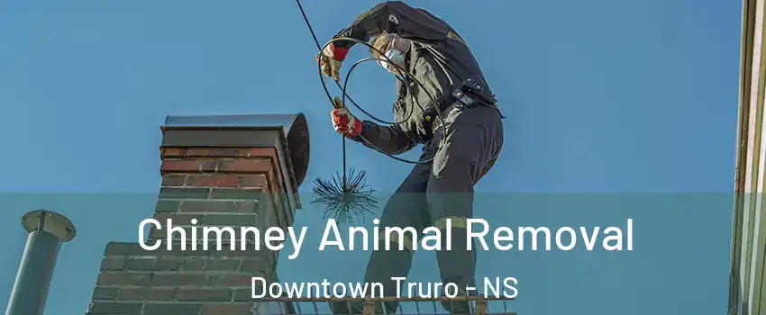  Chimney Animal Removal Downtown Truro - NS