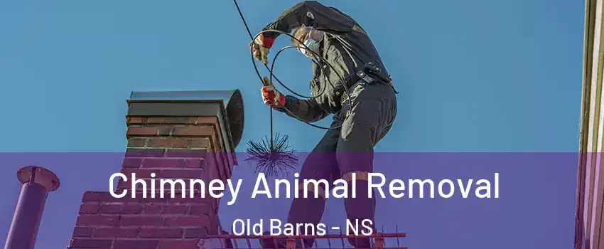  Chimney Animal Removal Old Barns - NS