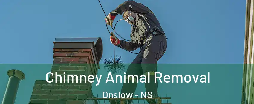  Chimney Animal Removal Onslow - NS
