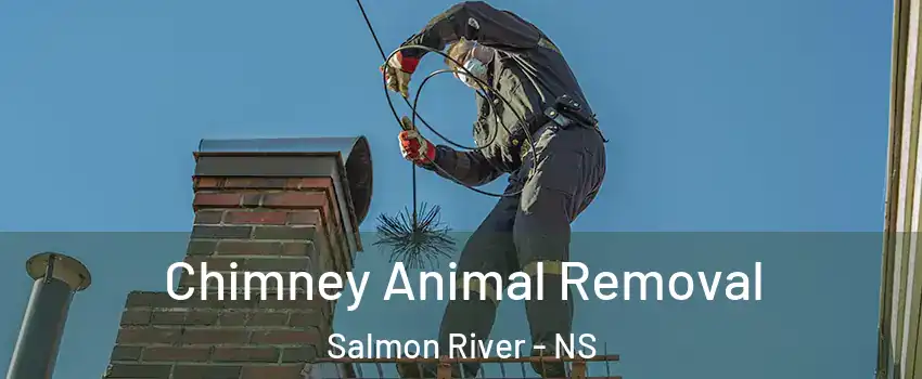  Chimney Animal Removal Salmon River - NS