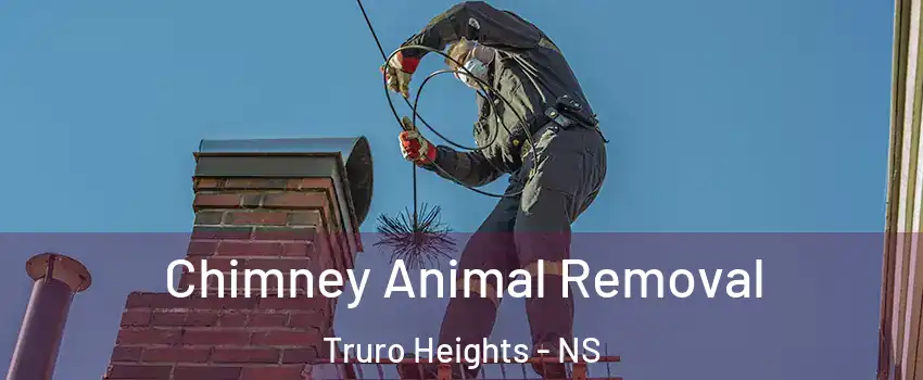  Chimney Animal Removal Truro Heights - NS