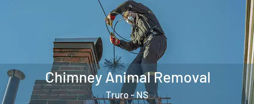  Chimney Animal Removal Truro - NS