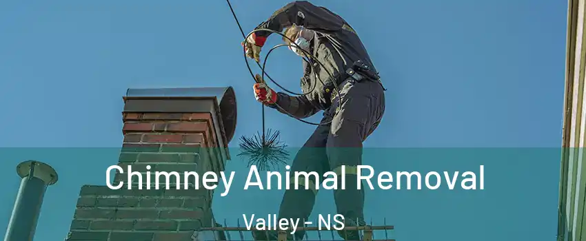  Chimney Animal Removal Valley - NS