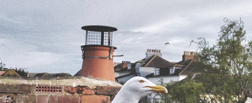 Chimney Cap Bird Guard Repair in Millbrook, Nova Scotia
